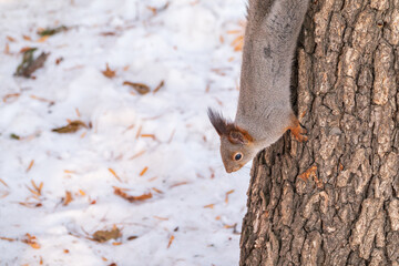 Fototapeta premium Squirrel sitting upside down on a tree trunk. The squirrel hangs upside down on a tree against colorful blurred background. Close-up.
