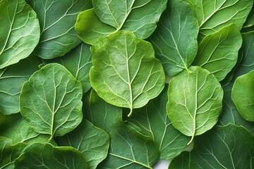 Focus on the intricate details and vibrant green color of patchouli leaves against a white backdrop.