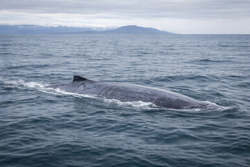 Obraz premium Blue whale surfacing calmly in the cold North Atlantic off Iceland, showing massive scale, natural overcast light, open ocean seascape and large negative space