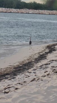 Dominican Republic beaches, including Bahia de las Aguilas, with stormy weather