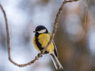 Fototapeta premium Cute bird Great tit, songbird sitting on a branch without leaves in the autumn or winter.