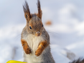 Obraz premium The squirrel sits on white snow
