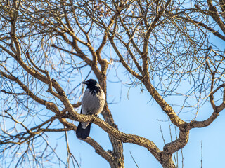 Obraz premium A hooded crow sitting on a tree