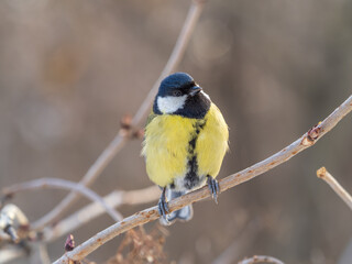 Fototapeta premium Cute bird Great tit, songbird sitting on a branch without leaves in the autumn or winter.