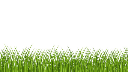 Fototapeta premium Green grass border. Lawn. Field. Meadow.