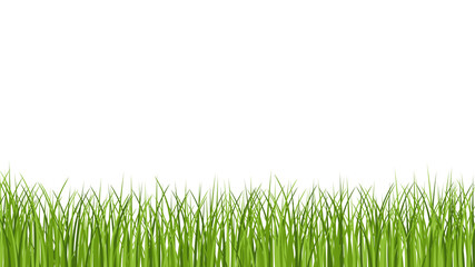 Fototapeta premium Green grass border. Lawn. Field. Meadow.