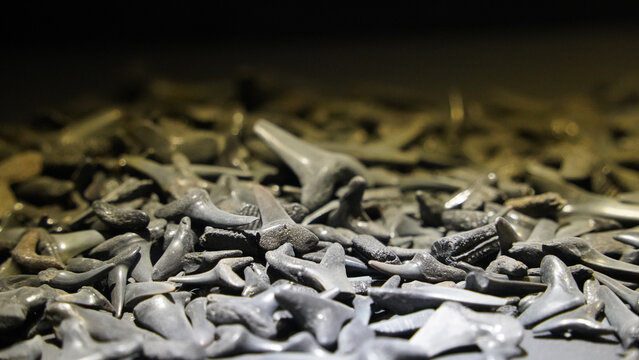 Fossilized Shark Teeth Close-Up Background