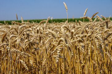 ripe wheat ears close-up, harvest time