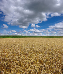wheat field with golden ears ready for harvest under a beautiful sky