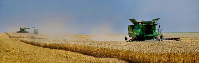 Combines working in a field after harvesting wheat during the summer harvest, panoramic view.