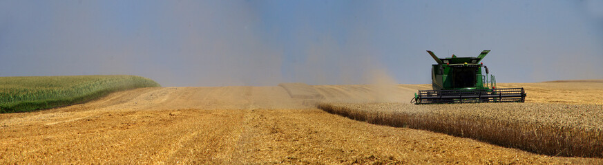 Combine harvester at harvest work on wheat field with dust, panoramic view
