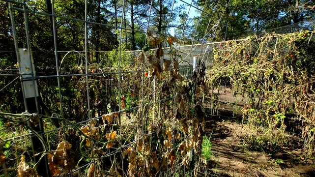 Last undeveloped gherkin hanging from withered vine and moving camera away and backwards showing more dry out plants tangled to arch shaped trellis made from cattle panels.