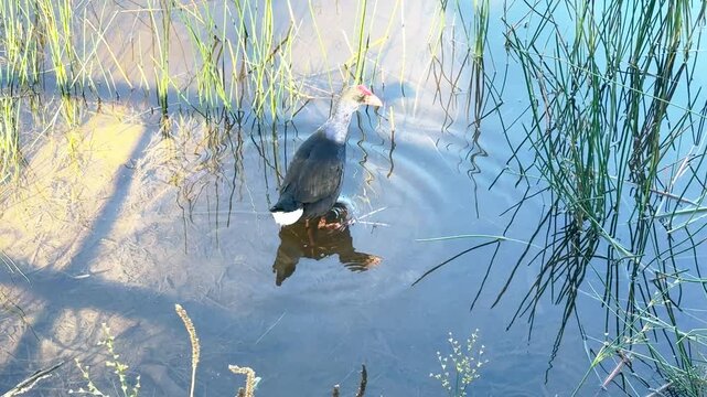 Footage of an Australasian Swamphen water bird walking through weeds in Wentworth Falls Lake in the town of Wentworth Falls in the Blue Mountains in New South Wales, Australia.