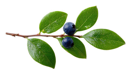 Fresh blueberry branch with ripe berries and green leaves natural fruit macro close up cutout isolated on white background