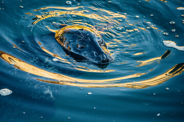 Harbor Seal Surfacing at the Ballard Locks in Seattle with Golden Reflections on Rippling Water – Close-Up Pacific Northwest Marine Wildlife Featuring Whiskers, Texture, and Urban Coastal Habitat © Fen