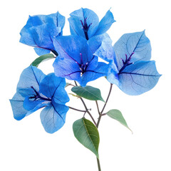 PNG Flowers petals leaf blue.