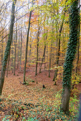 Fototapeta premium Autumn forest with colorful fall foliage and ivy