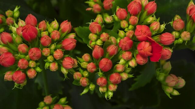 Macro time lapse blooming red Kalanchoe (Kalanchoe blossfeldiana or Christmas Kalanchoe) flowers on black background