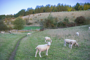 Cute wool sheep herd on a green field meadow landscape in the Cotswolds, England
