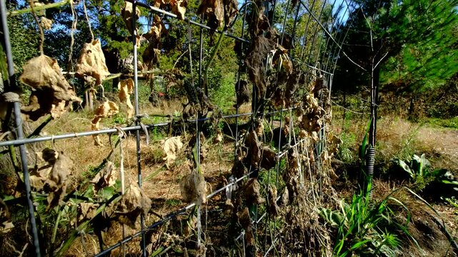 Close up of last tiny drying out gherkin cucumber hanging from withered vine and moving camera away revealing death plants tangled to trellis after first frost killed most crops in garden