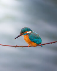 Obraz premium Kingfisher On Branch