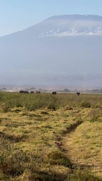 Vertical video of a herd of elephants walking on a grassy plain with mt Kilimanjaro in the background
