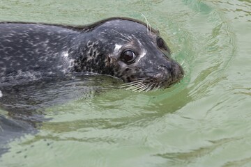 Fototapeta premium Close up of a common seal (phoca vitulina) pup swimming in the water