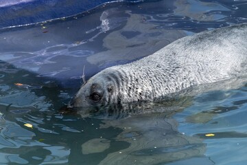 Close up of an adult common seal (phoca vitulina) in the water © tom