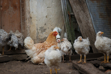 Mother hen protecting her chicks in rustic farmyard