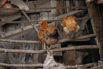 Brown hens perching inside old rustic chicken coop © Iryna