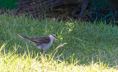 Obraz premium Photograph of a beautiful Chalk-browed mockingbird. 