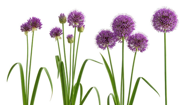Allium flowers with green stems and leaves isolated on transparent background