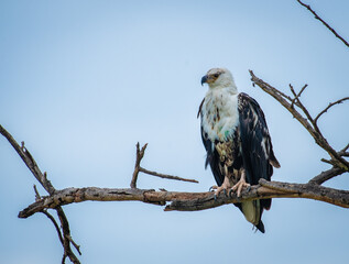 African fish eagle (Icthyophaga vocifer) in natural habitat, Lake Nakuru, Kenya, Africa
