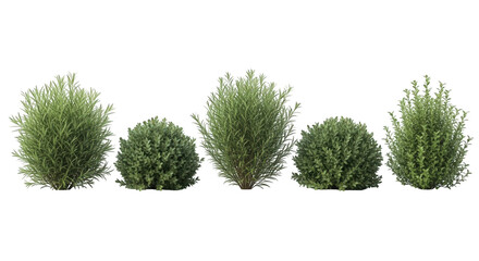 Set of five different green shrubs and bushes on white background © Mahi