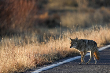 Fototapeta premium Coyote - New Mexico
