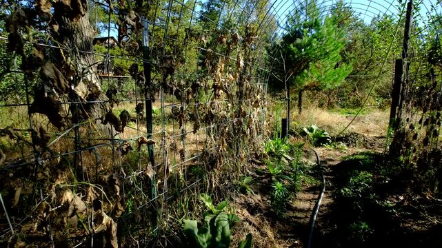 Arch shaped trellis full of dry out cucumber vines and moving camera closer toward last undeveloped gherkin cucumber hanging from withered vine