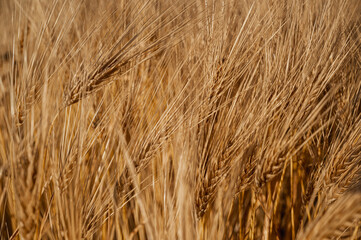 Macro shot of ripe golden barley ears swaying in the field during harvest season. Warm sunset lighting on agricultural grain crop. Natural organic food background