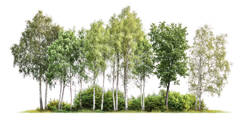Obraz premium PNG Group of different trees birch outdoors nature.