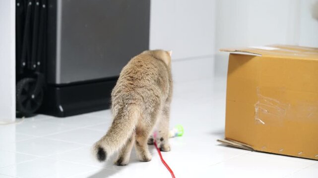 Playful Indoor Cats and Kittens Explore Curious Surroundings, Jumping from Box to Box, Engaging with Toys, Creating Lively Atmosphere at Home with Feline Charm