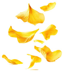Fototapeta premium PNG Yellow petals floating arrangement photography botanical.