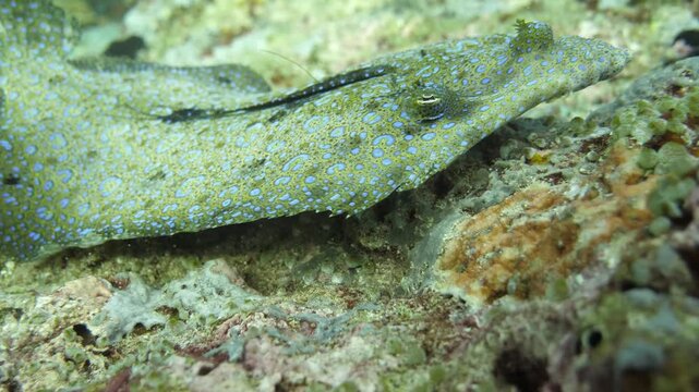 Flounder swims close to camera, revealing detailed skin and fin movement while gliding over reef in Banda Sea, Maluku, Indonesia.
