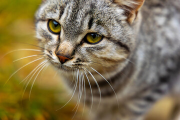 Close-up of tabby cat with yellow eyes. Macro shot of a grey tabby cats face with striking yellow eyes and detailed whiskers, set against a blurred natural background.