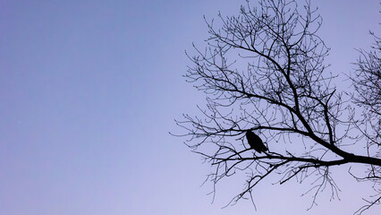 owl silhouette in boulder colorado  © Dylan