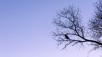 boulder colorado owl during sunset © Dylan