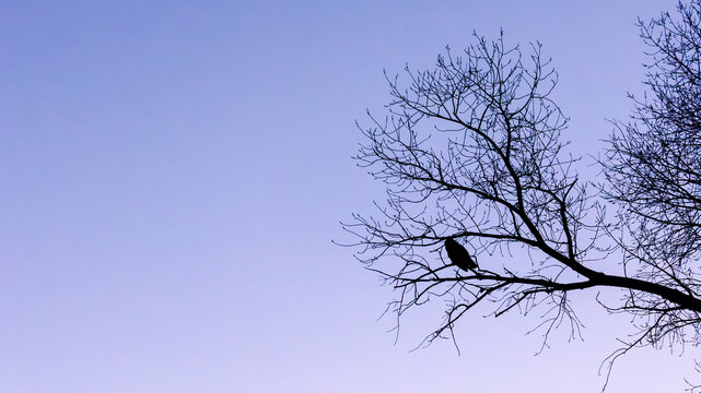 boulder colorado owl during sunset