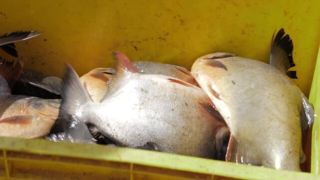 Freshly Caught - The Ultimate Guide to Authentic Indian Fishing