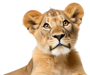 Obraz premium PNG Lion looking confused wildlife mammal animal.