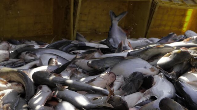 Wholistic Fish Harvesting - A Sustainable Aquatic Harvest