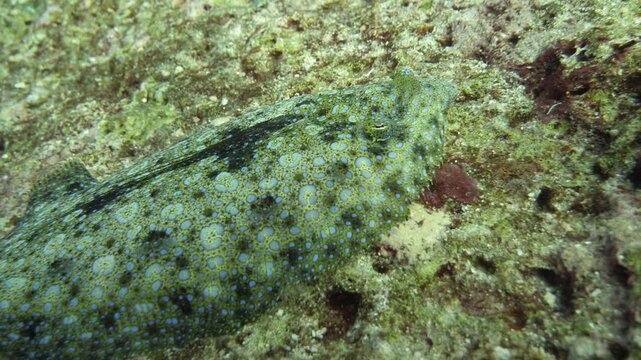 A rare sight of two flounders swimming closely above the reef floor, displaying movement and interaction in Banda Sea, Maluku, Indonesia.