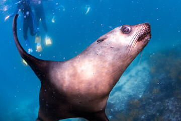 Obraz premium Close encounter with Australian fur seals underwater at Montague Island near Narooma, Australia, captured at close range in clear coastal waters.